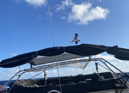 JEANNEAU - SUN KISS 45 - 14