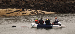 Sauvetage en mer par des chiens entrainés