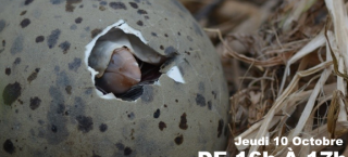 Dans la peau d'un oiseau marin du Mor Braz ! - CEN Bretagne Vivante