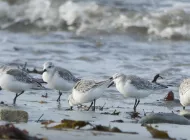 Exposition Les oiseaux marins 